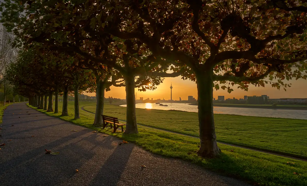 Sonnenaufgang am Rhein in Düsseldorf-Heerdt mit einladender Holzbank unter Platanen linksrheinisch und Blick auf die herrliche Innenstadtsilhouette mit Fernsehturm.