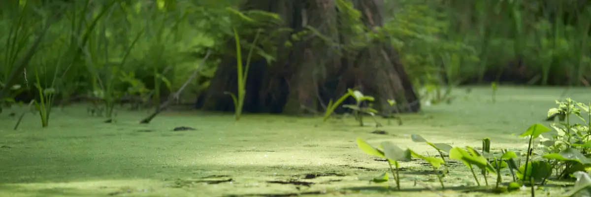 Eine faszinierende Nahaufnahme von grünem Moos, das sanft auf der Wasseroberfläche eines Teiches schwimmt. Daneben ein mächtiger Baumstamm. Die Szene strahlt Ruhe und Gelassenheit aus, während das Moos und der Baumstamm eine harmonische Verbindung mit der Natur darstellen. Das Bild fängt die Schönheit und die beruhigende Atmosphäre eines Rückzugsortes in der Natur ein.